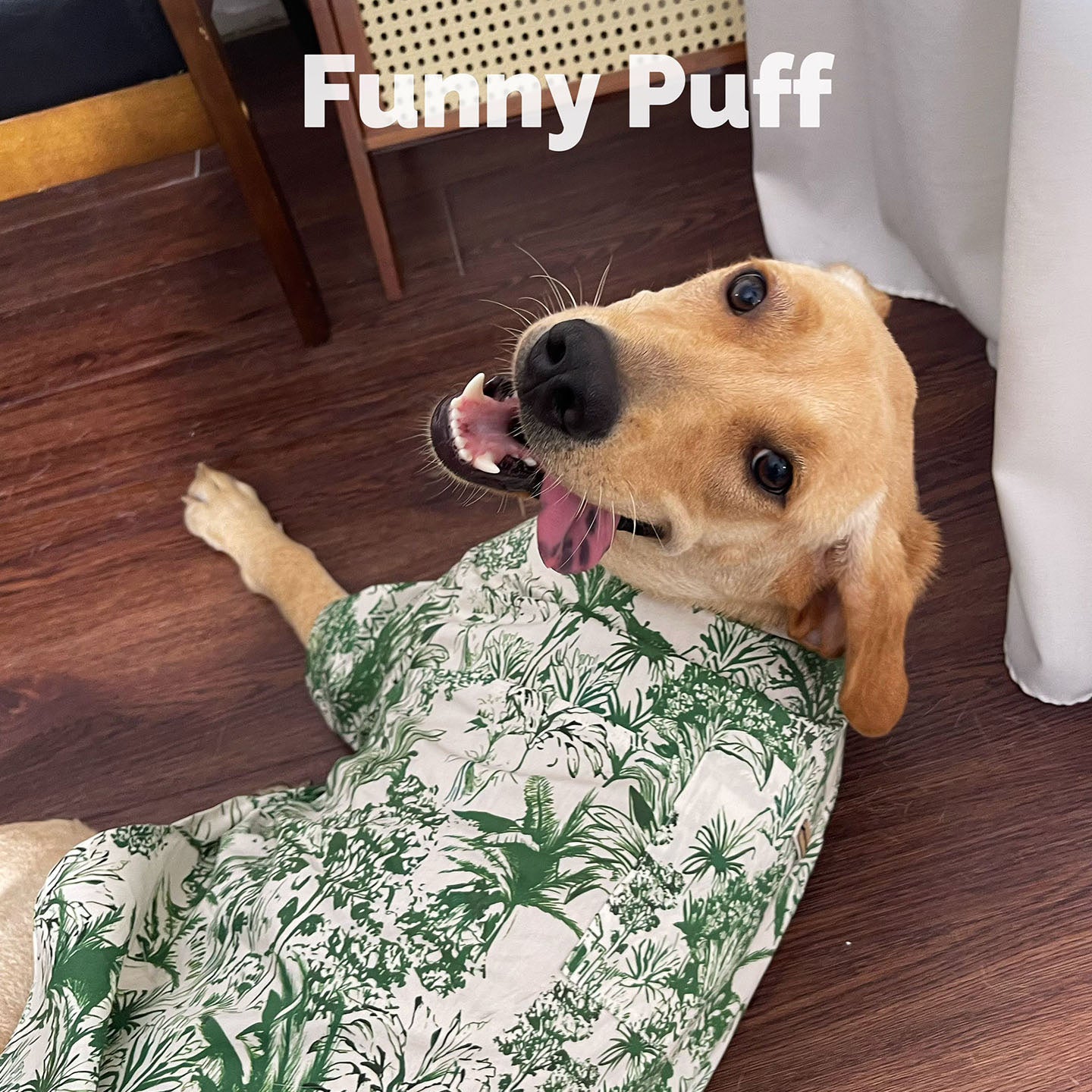 Best Hawaiian Shirt for Medium and Large Dogs