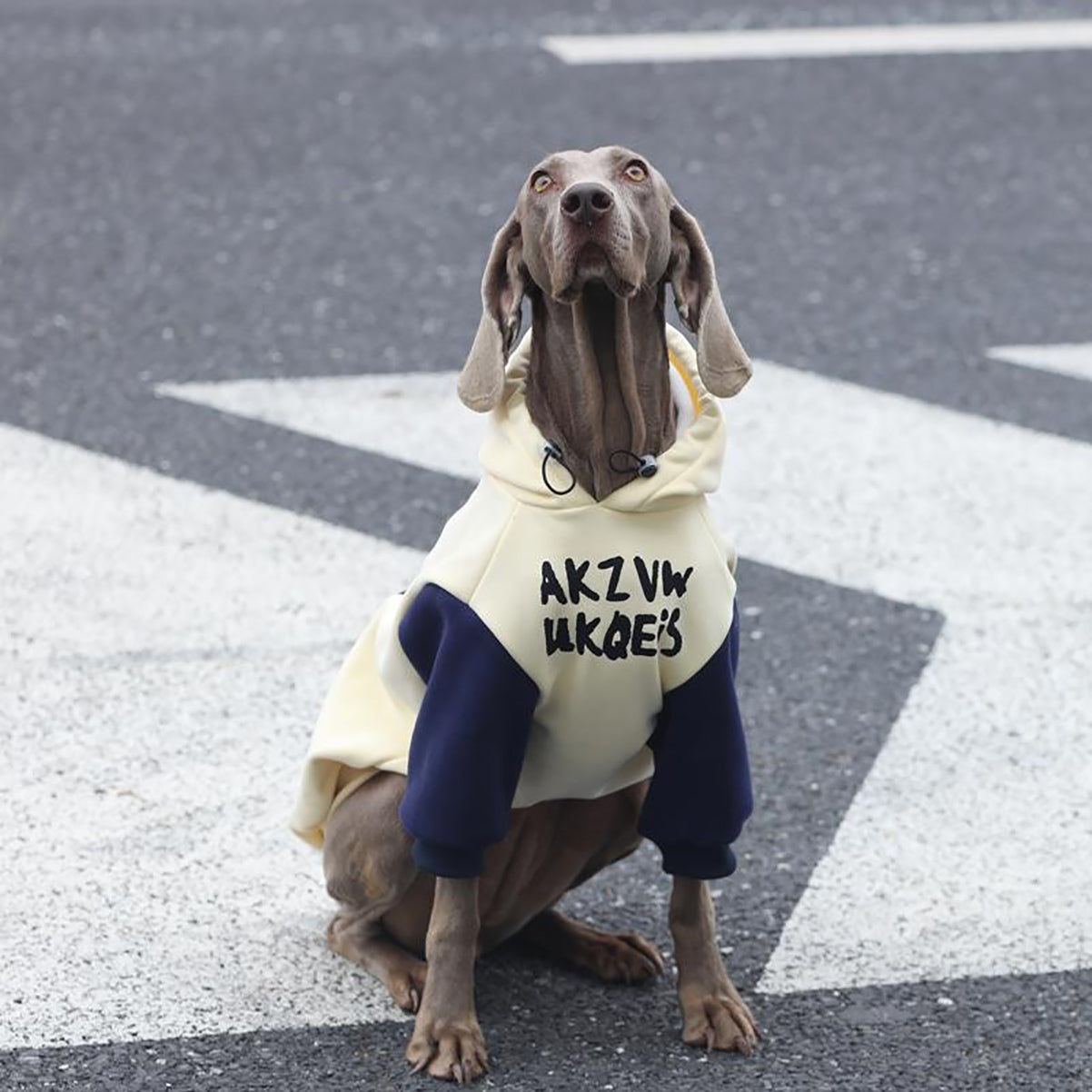 Dog Hoodie – for Medium, and Large Dogs | Warm Outfits for Labrador Retriever, Shiba Inu, Puppy, Winter Jacket