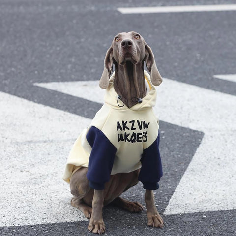 Fun Character Design for Medium,Large Dogs