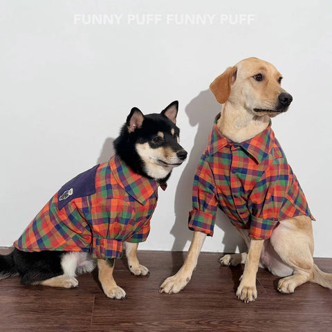 Two dogs wearing plaid shirts on a wooden floor with a white background.